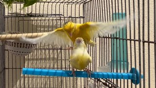 Mating Canary birds in the cage _ Accouplement de canaris dans la cage