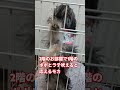 ［5ヶ月子犬］マルチーズ✕ヨークシャテリアのミックス犬マルキーのモカ 5ヶ月 多頭飼い犬 お迎え1ヶ月 可愛い 犬のいる生活 マルチーズ ヨークシャテリア マルーキー マルキー