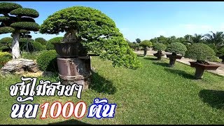 Bonsai : ศูนย์บอนไซ  盆栽   สวนชัยพร ราชบุรี