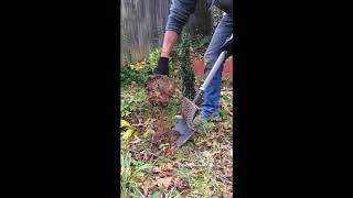 Soil Saving Shovel