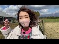 【熊本】 129. ubuyama farm a touristic farm in aso うぶやま牧場