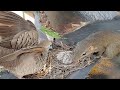 Dove birds Protect the first baby in the nest - Full Video- Baby Birds Dove 🐣🐿😭