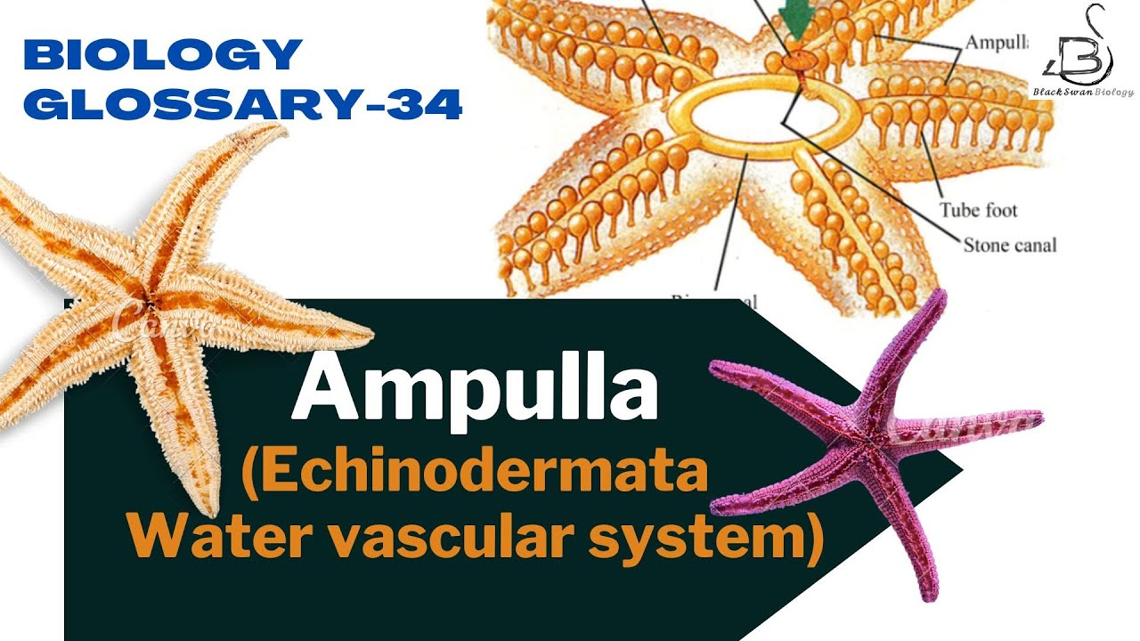 AMPULLA | TUBE FOOT | Water Vascular System | Echinodermata| Biology ...