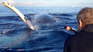 Most Epic Maui Whale Watch EVER - part 2