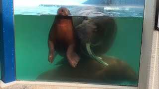 20211121:今日のおたる水族館