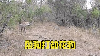 [Animal World] The hyena is so greedy that he dares to rob a leopard!