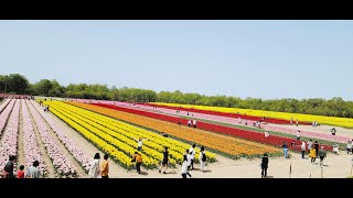 チューリップ新津駅「新潟県彩ちらし」NIIGATA KEN TULIP FARM