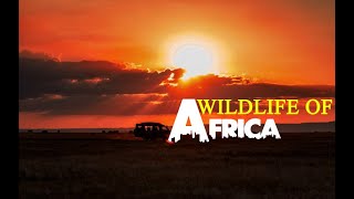 মাসাই মারা'র সৌন্দর্য | Official Trailer | 8th Feb 2024 | Kenya | Wild Life Of Africa | NewsFlash71