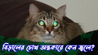 বিড়ালের চোখ অন্ধকারে কেন জ্বলে? | Cat Night Vision