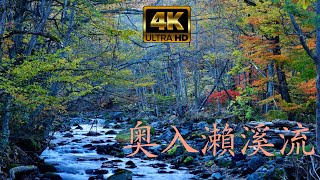 東日本秋色絕景：奥入瀨溪流【4K】 Oirase Stream