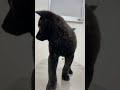 生後2か月の甲斐犬 初めての病院 シカリ 　 甲斐犬 仔犬 shorts