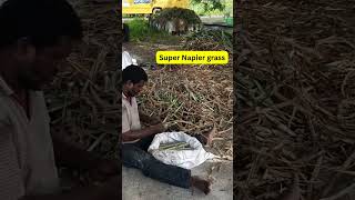 సూపర్ నైపర్ గడ్డి #orgawin #agriculture #trending #supernaiper #grass #farming  #agriculturefarming