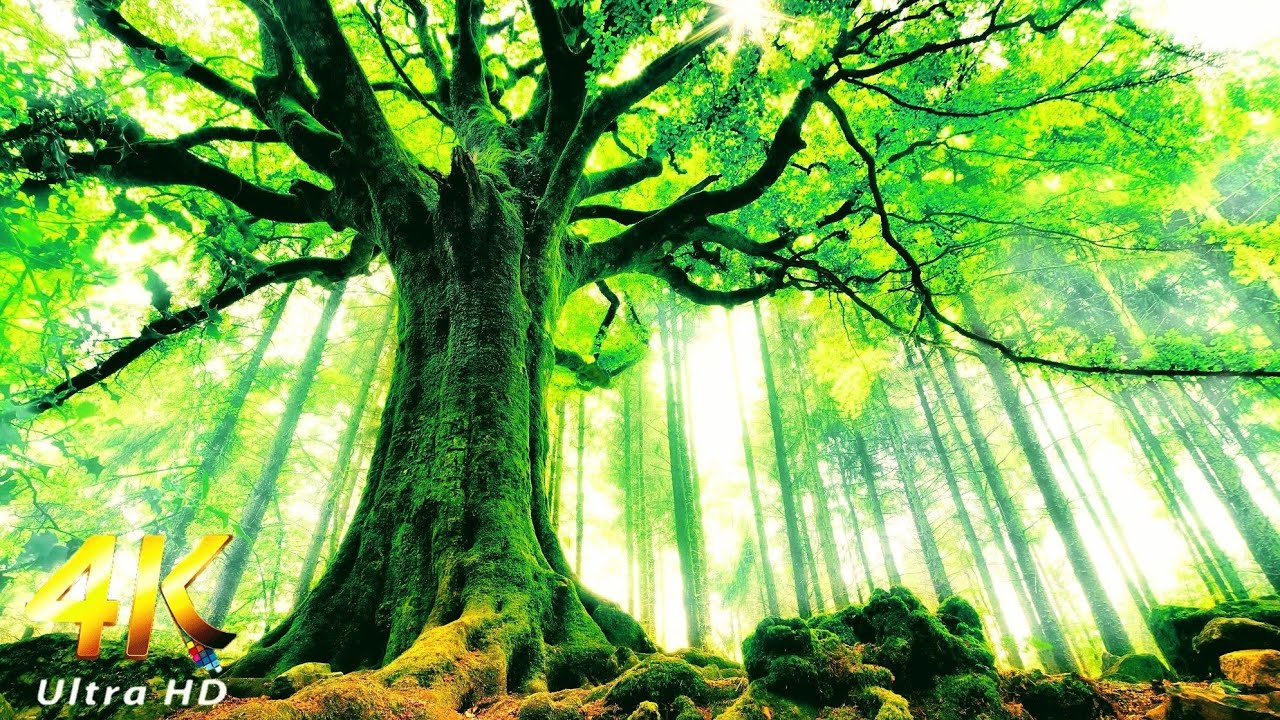 рџћ 4k Uhd Vг Deo Caminhando Na Floresta рџњірџњїрџџћпёџ Youtube