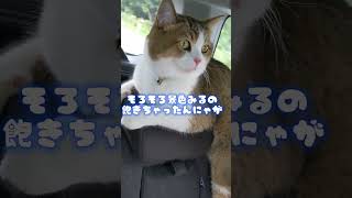 ドライブするイケメン系猫チューバー#アメリカンカール #ねこのいる暮らし #cat #猫と車#ドライブ#猫と旅行