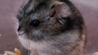 Secret Daily Life of Hamsters 🐹✨ | Cute Moments Caught on Camera!