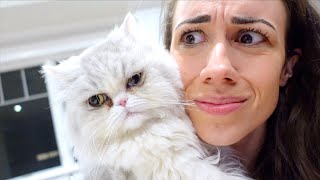 My Cat Ate My Underwear...