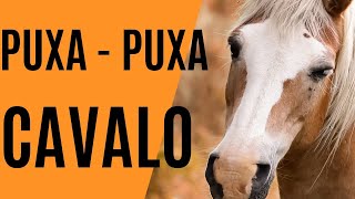 PUXADA DO CAVALO!