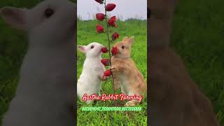 secret of India's best business rabbit farming #viral #reels