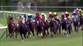 競馬 ハープスターぶっちぎりレース