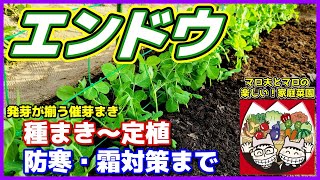 【エンドウ】発芽が揃う種まき「催芽まき」～定植そして大事な防寒対策(霜対策)まで／実エンドウ・スナップエンドウ・サヤエンドウすべて同じ方法／えんどう豆／便利なゴムスビーも出てくるよ／家庭菜園／貸し農園