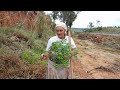 plantando mamão.