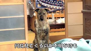 見つめてくる元猟犬