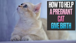 How to Help a Pregnant Cat Give Birth