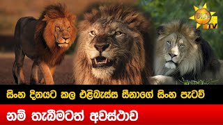 සිංහ දිනයට කල එළිබැස්ස සීනාගේ සිංහ පැටව් - නම් තැබීමටත් අවස්ථාව - Hiru News