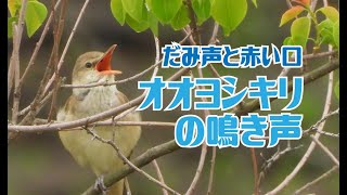 オオヨシキリの鳴き声　だみ声と赤い口