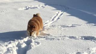 【柴犬どんぐり】 雪でボールを見失い、探し続けた結果…！？