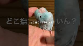 どこ撫でて欲しいん？マメルリハインコ