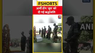 Army Dog 'Zoom' को दी गई श्रद्धांजलि #shorts #indianarmy #armydog #zoom #jammukashmir