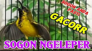 PANCINGAN SOGON GOCOR NGELEPER MEMANGGIL LAWAN‼️ MASTERAN SOGON BAHAN 100% AMPUH