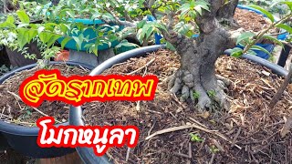 👍🌿 รากเทพก็อยากได้ โมกหนูลา เริ่มตั้งแต่การจัดรากเส้นเล็กๆ ไปสู่บอนไซที่สวยงามในอนาคต