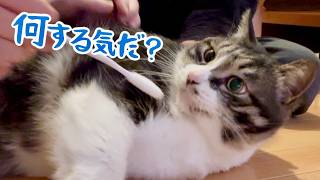 ダイエット中の肥満猫に泥棒ヒゲ？　顎ニキビ？猫のニキビ？