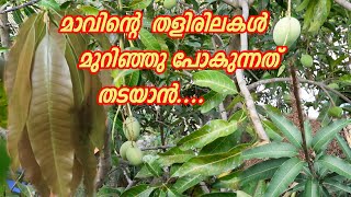 മാവിൻ്റെ തളിരില മുറിഞ്ഞു പോകുന്നത് തടയാൻ ചെയ്യേണ്ടത് Mango Leaf Cutting