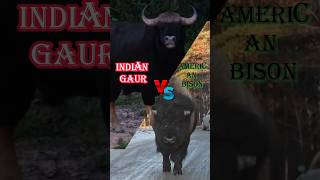 Battle of the Giants: American Bison vs Indian Guar