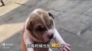 柴犬VS中华田园犬？柴犬和田园犬的6个区别