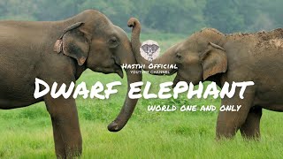 Dwarf #elephant | #world #one and only | ලෝකයේ වාර්තාවන එකම කුරු අලියා.