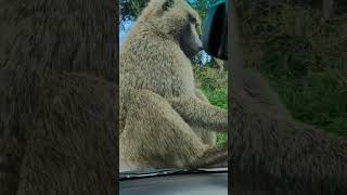 Baboons are some of the largest monkeys #baboon #nature #monkey #wildlife