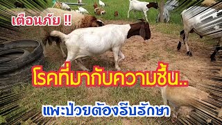 เตือนภัย !! โรคที่มากับความชื้น.. การรักษาแพะเบื้องต้น | เล่าสู่กันฟัง by ชีลองฟาร์ม