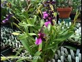 orchidweb miltonia spectabilis var. moreliana