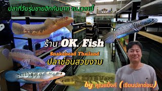 ปลาช่อนสวยงาม​ Channa​ (ร้าน OK. fish)​🐟