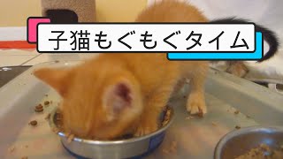 子猫もぐもぐタイム