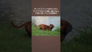 ダックスフンドとコーギーは短足だけどその理由は全く別物！#shorts #dog #犬 #犬のいる生活 #犬の豆知識 #雑学 #豆知識 #短足犬 #ダックス #コーギー