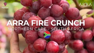 Visit a vineyard with us: We are in the Northern Cape!