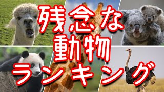 ちょっと残念な動物ランキング