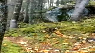 Breathing forest  Scientific reason | Forest breathing Natural phenomenon  | Breathing trees