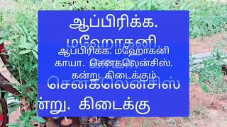 ஆப்பிரிக்க.  மஹோகனி.  காயா.  செனகலென்சிஸ்.  கன்று. கிடைக்கும்.   9965343524.   8220166310