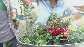 Urban Foraging Find Free Food in the City